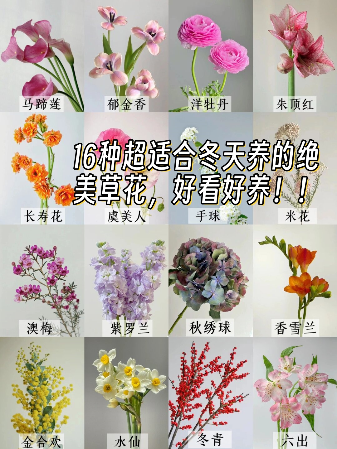 十种最好养的草花图片