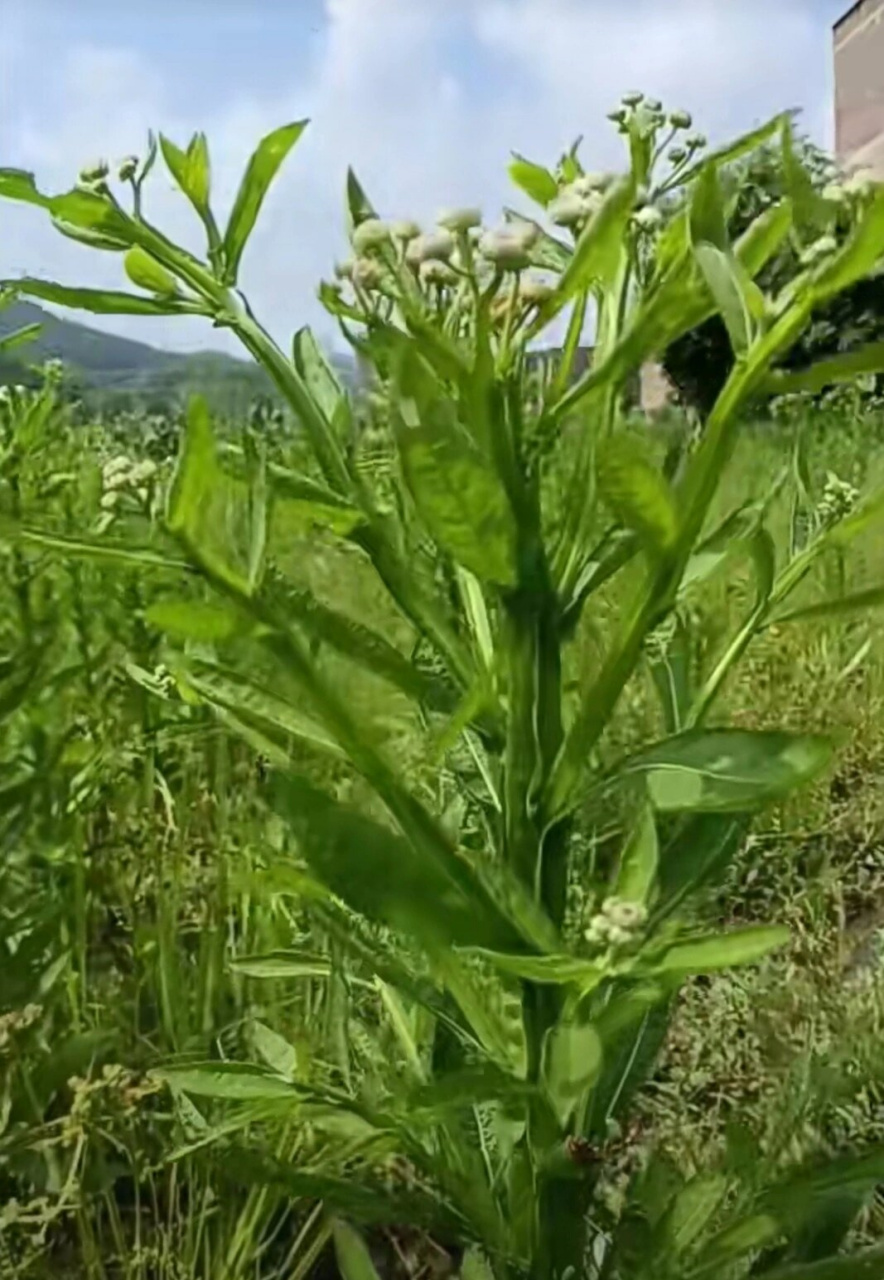 每天认识一种云南中草药 | 臭灵丹