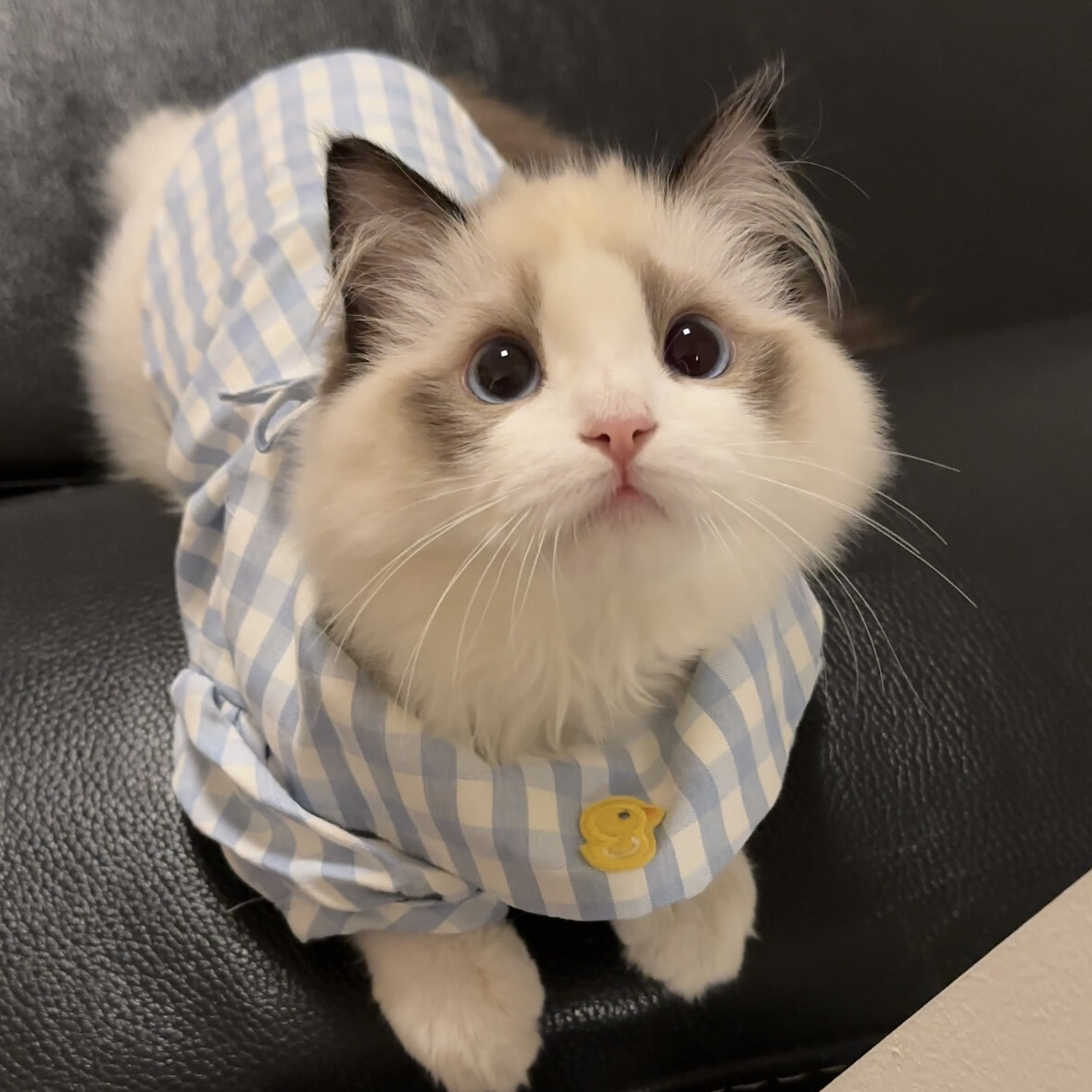 每次看到它的眼神,我的心都要被融化了.