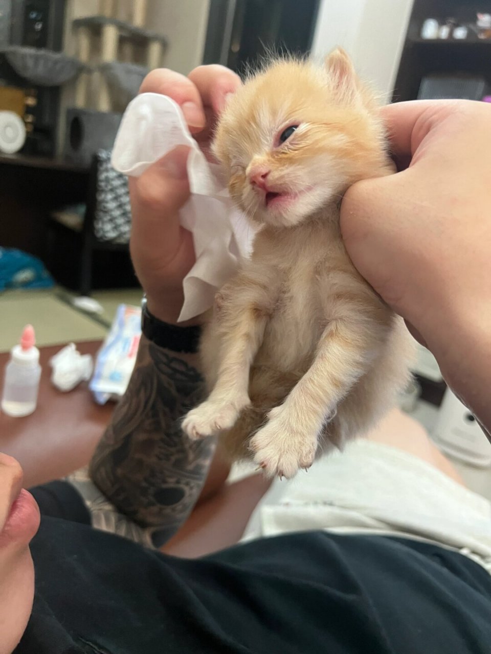 沒人跟我说奶猫每天都要擦眼屎吗  我家的小奶猫就像个小天使一样93
