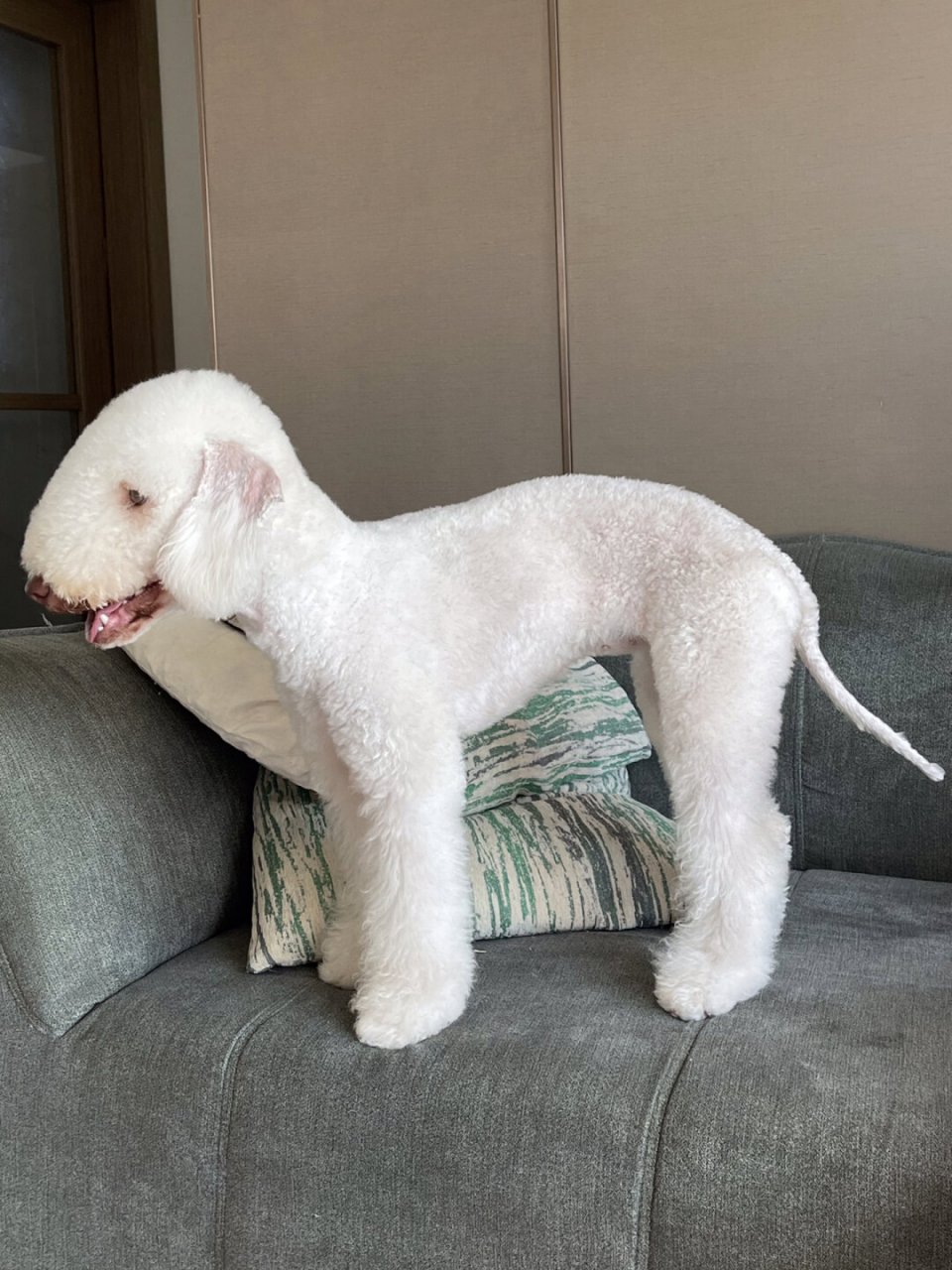 遇到一只狗中变色龙!贝灵顿!贝灵顿梗!  嗨嗨!大家好!