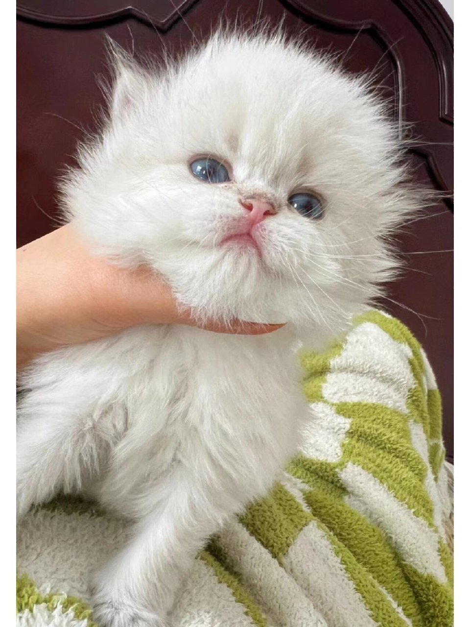 小圆猫刚到家的时候还是一只小奶猫,非常可爱,它的眼睛像两颗圆圆的