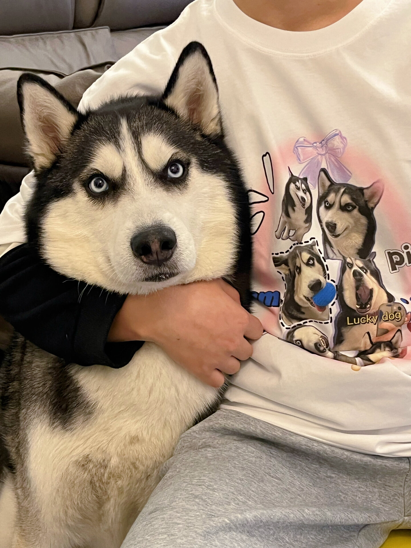 哈士奇#