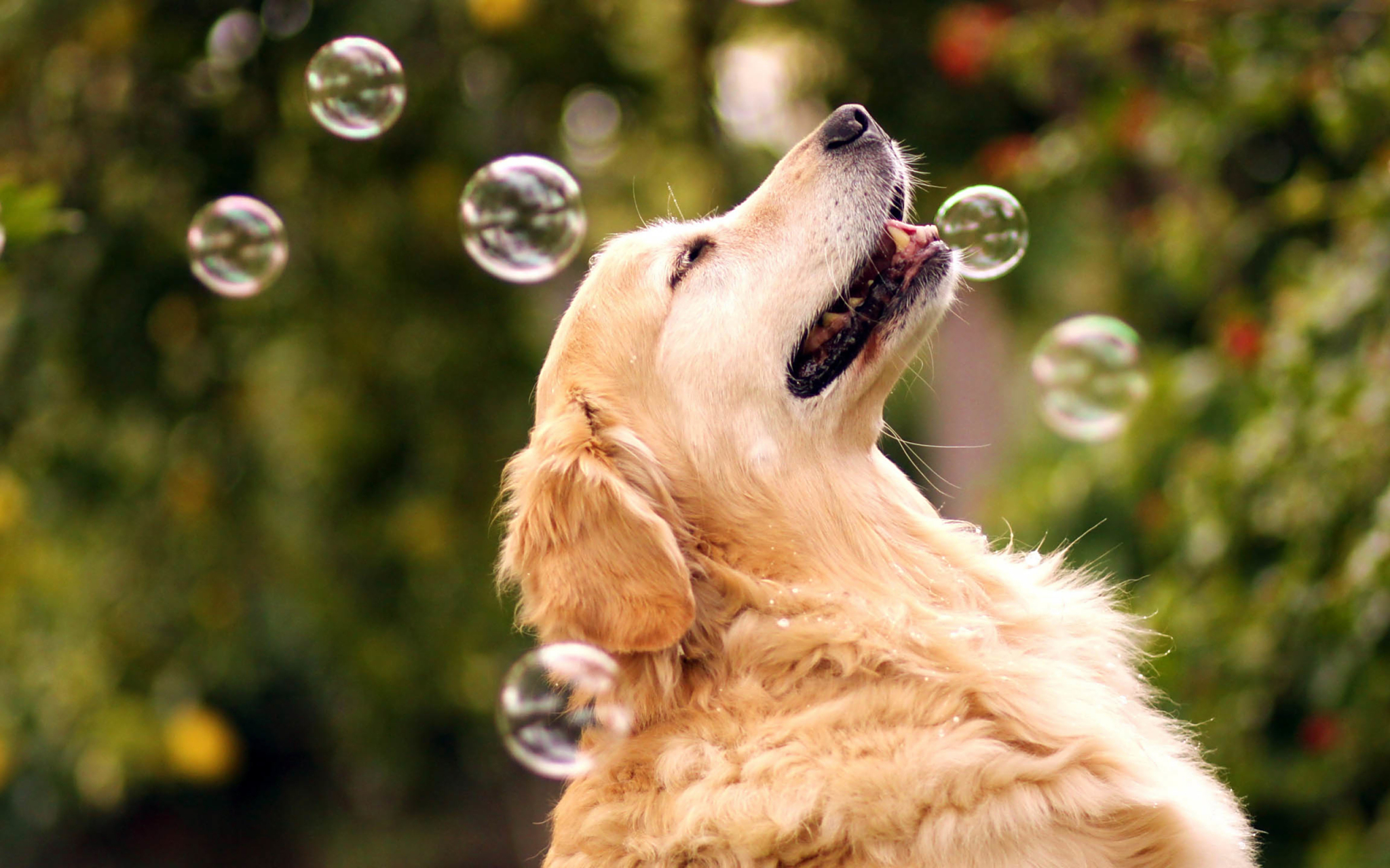 吹出一堆五彩的泡泡,看着那漫天飞舞的泡泡,看着陶醉其中的狗狗,擞行