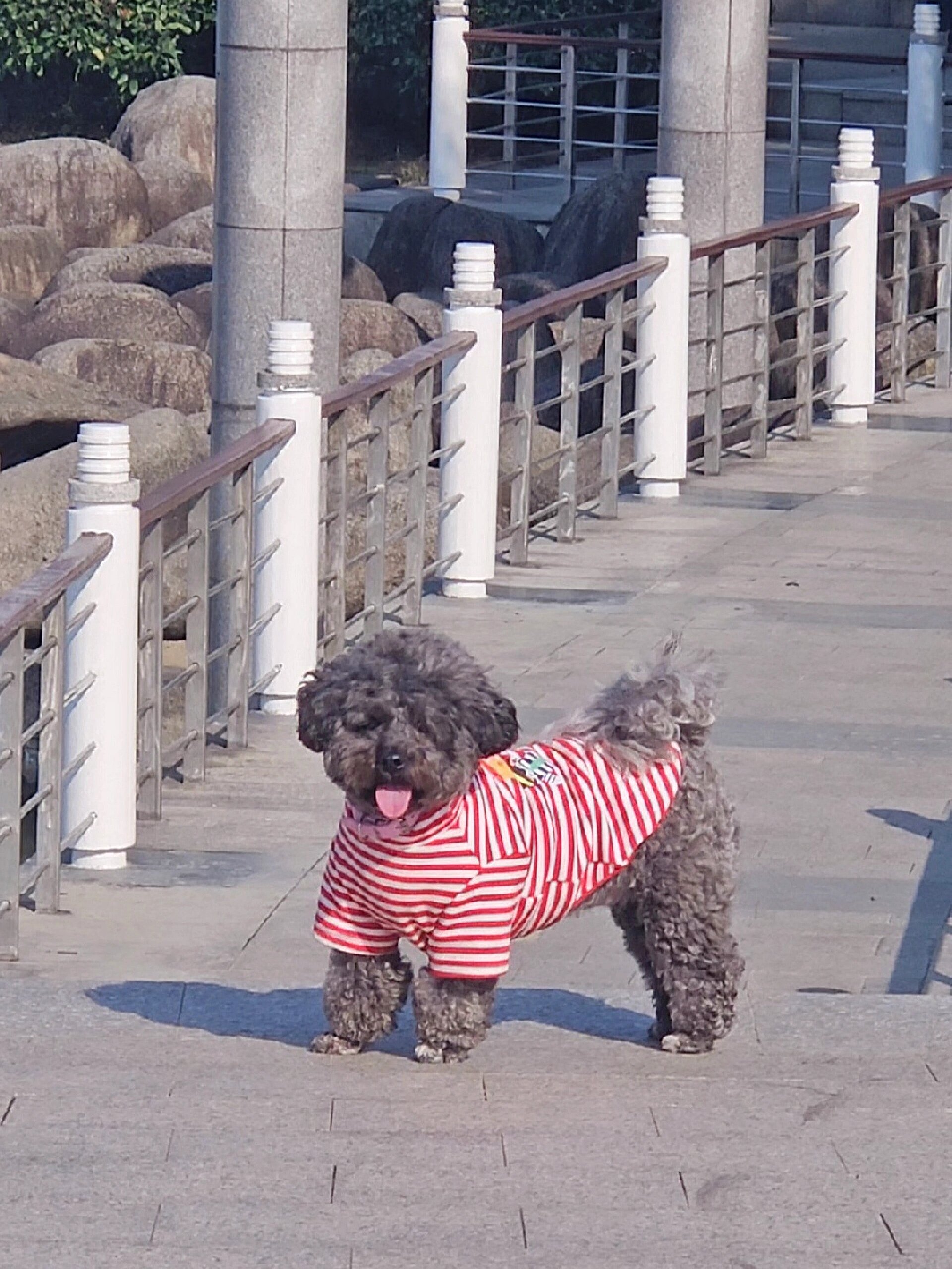 我家狗狗的新狗粮——网易天成三拼狗粮  我家小狗刚带回家的时候只有