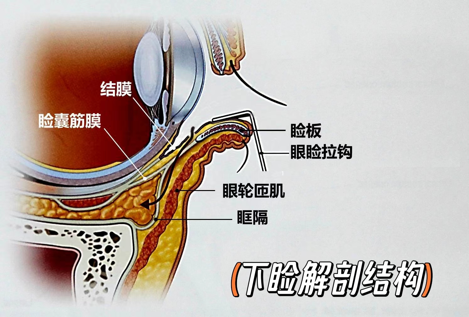 下睑是通过内眦和外眦两个韧带