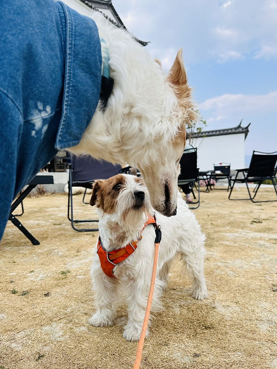 我有三只可爱的狗狗,分别是苏俄猎狼犬,雪纳瑞和杰克罗素梗.