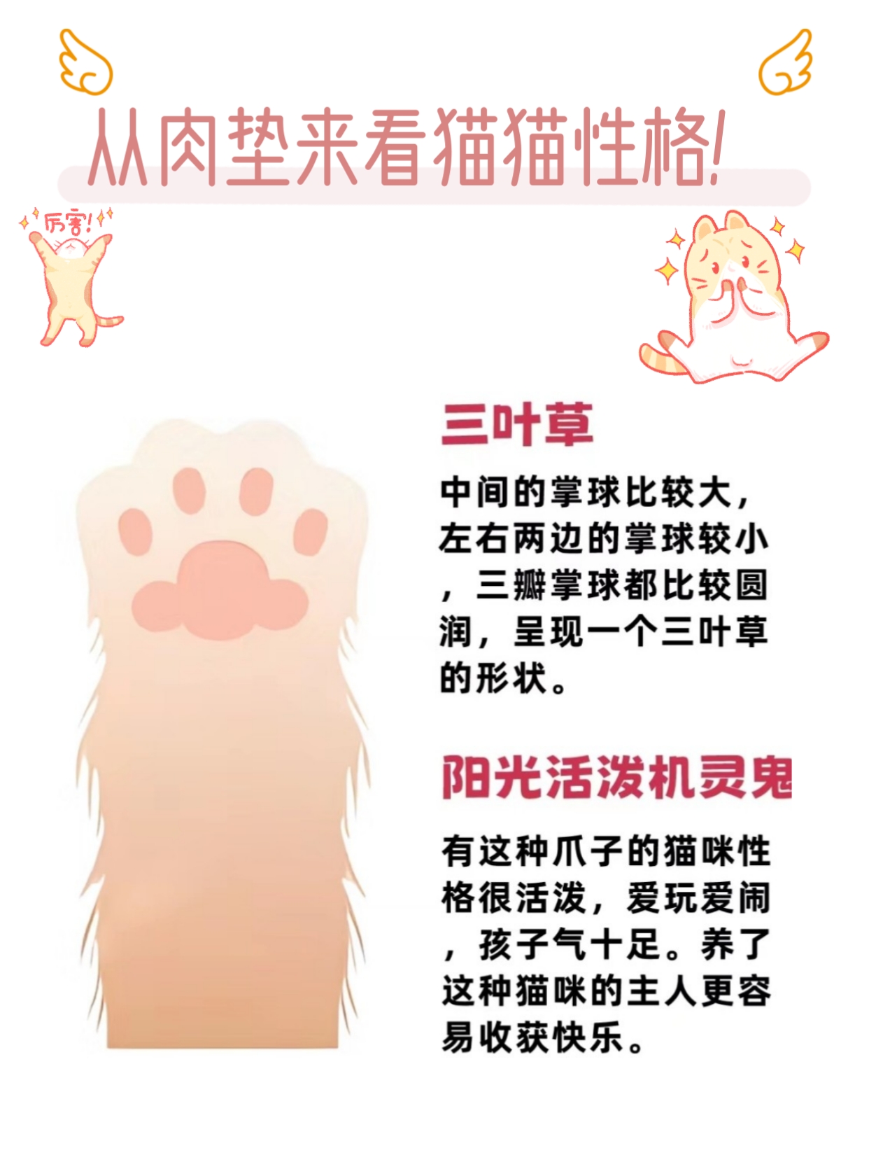 猫咪肉垫看性格图图片