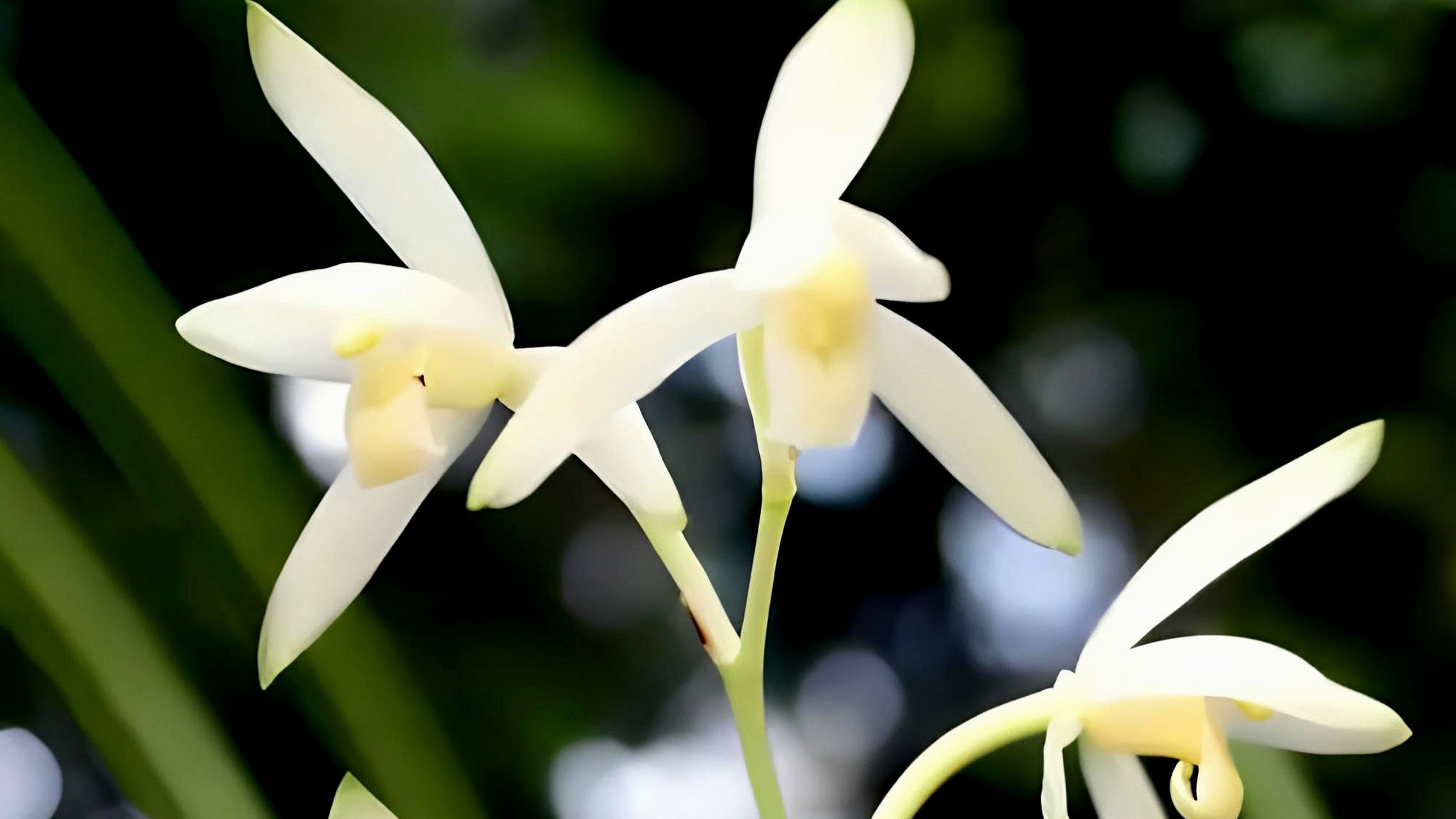 建兰青山玉泉是兰花中的珍品,以其清新淡雅的花色和优美动人的花姿