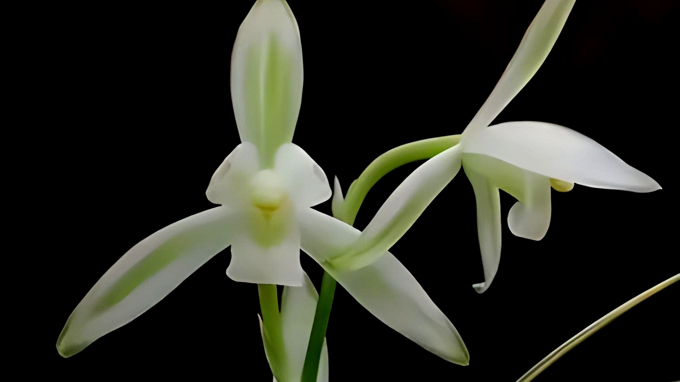 建兰青山玉泉是兰花中的珍品,以其清新淡雅的花色和优美动人的花姿