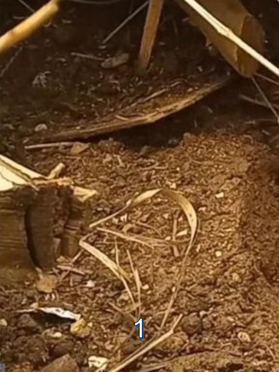 兔妈妈将自己的孩子活埋,原因竟然让人动容.