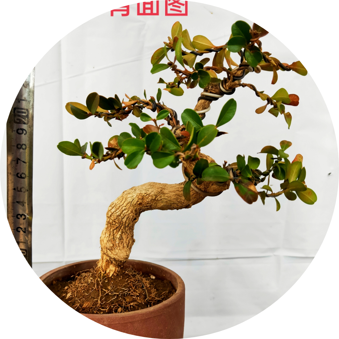 黄杨盆景的"童子功"讲究从幼苗阶段开始采用剪枝续枝的手法来控翱控