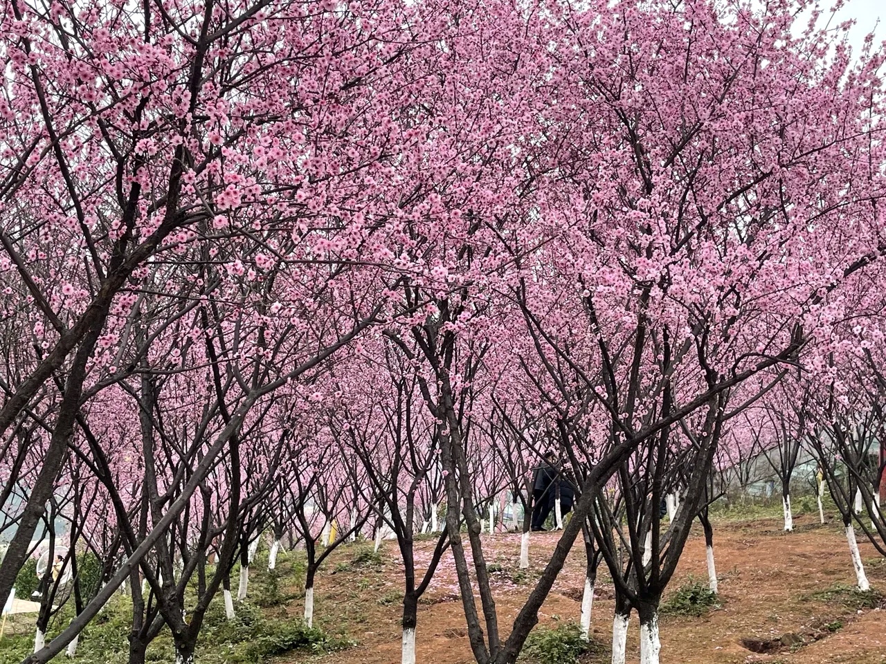 回龙坝红岭溪谷图片