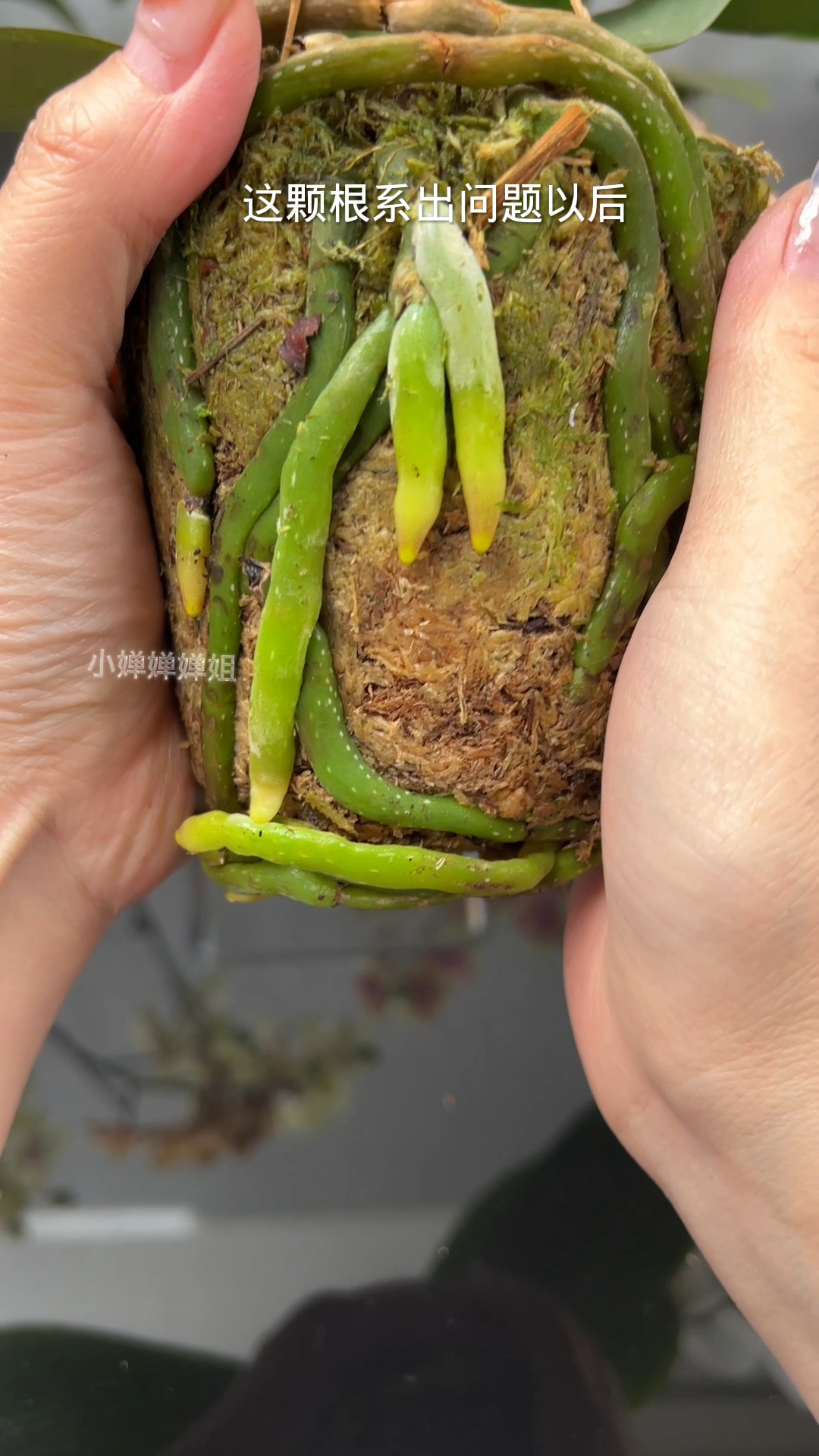 蝴蝶兰纯水苔不换盆 如何长出水晶头