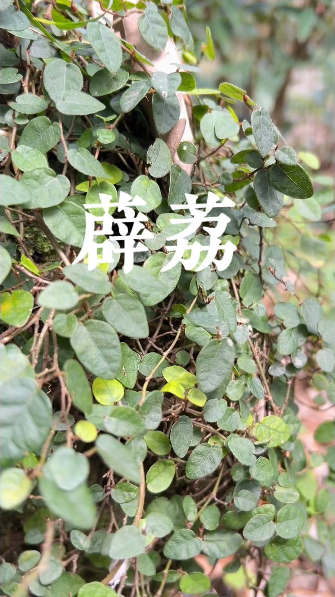 薜荔 功效图片