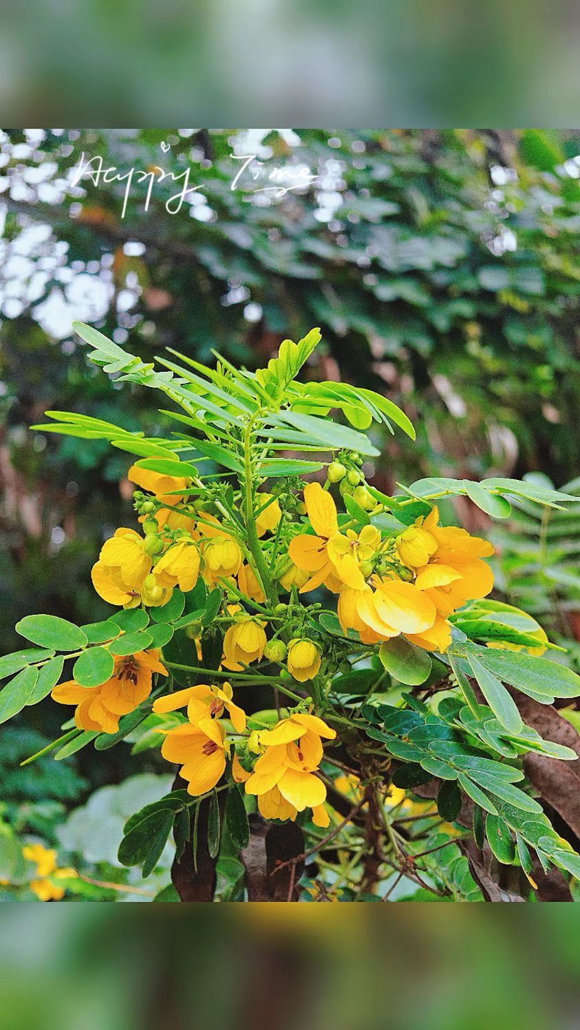 黄花槐树如期开花