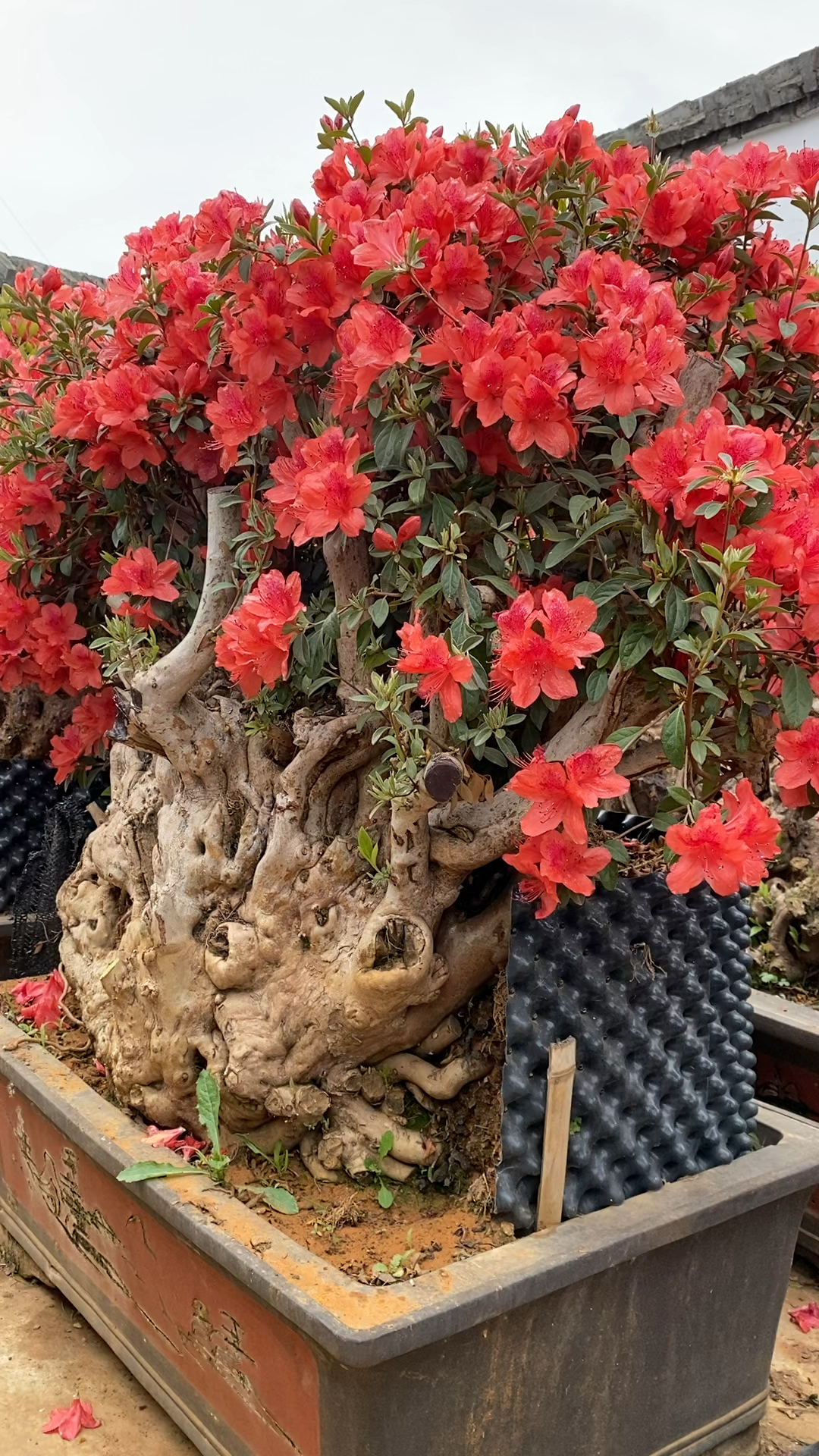 映山红老桩盆景