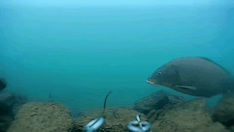 长江刀鱼泛滥成灾渔民用来喂猪宁可吃鲤鱼也不食这江杂鱼