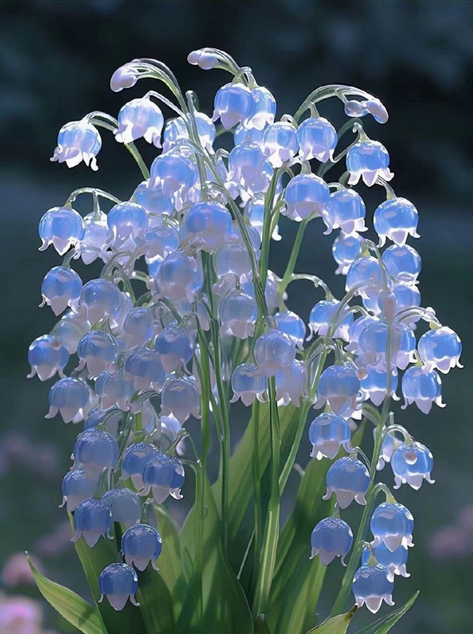 铃兰花真漂亮,蓝色粉色都很好看,就是不知道这种花好不好种!