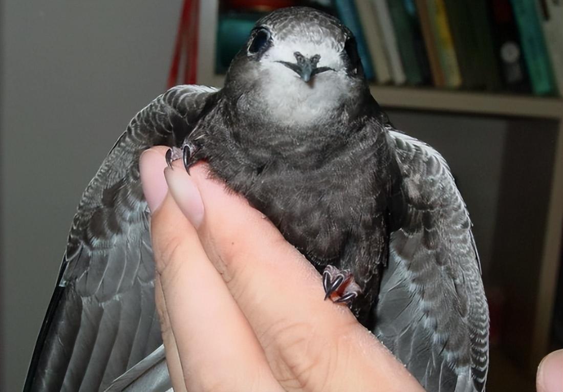 回顾无脚鸟雨燕一边飞一边睡落地等于死亡还能在空中完成交配