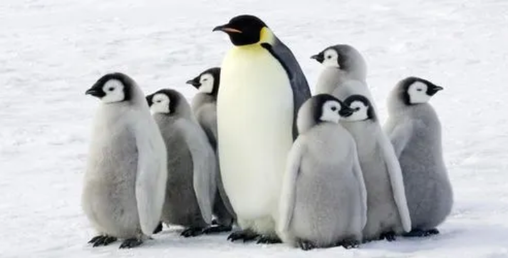 企鹅的南北之谜:为何它们偏爱南极而非北极?