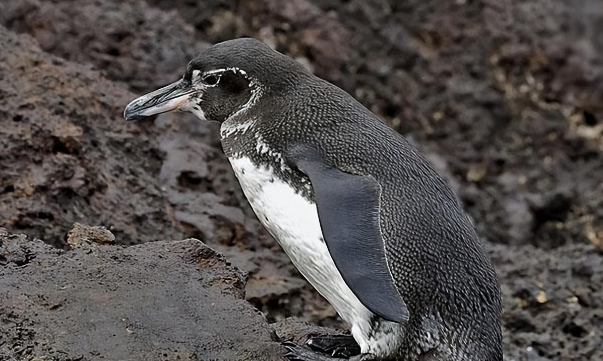企鹅的南北之谜:为何它们偏爱南极而非北极?