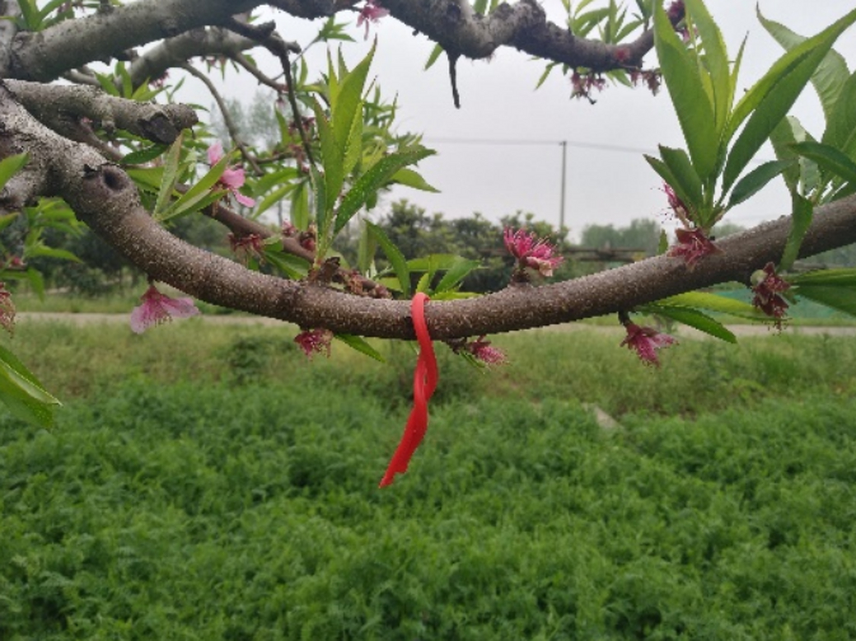 桃树刚发芽的样子图片