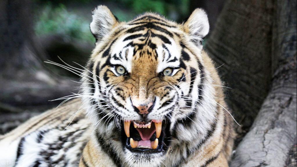 十大最强的老虎排名图片