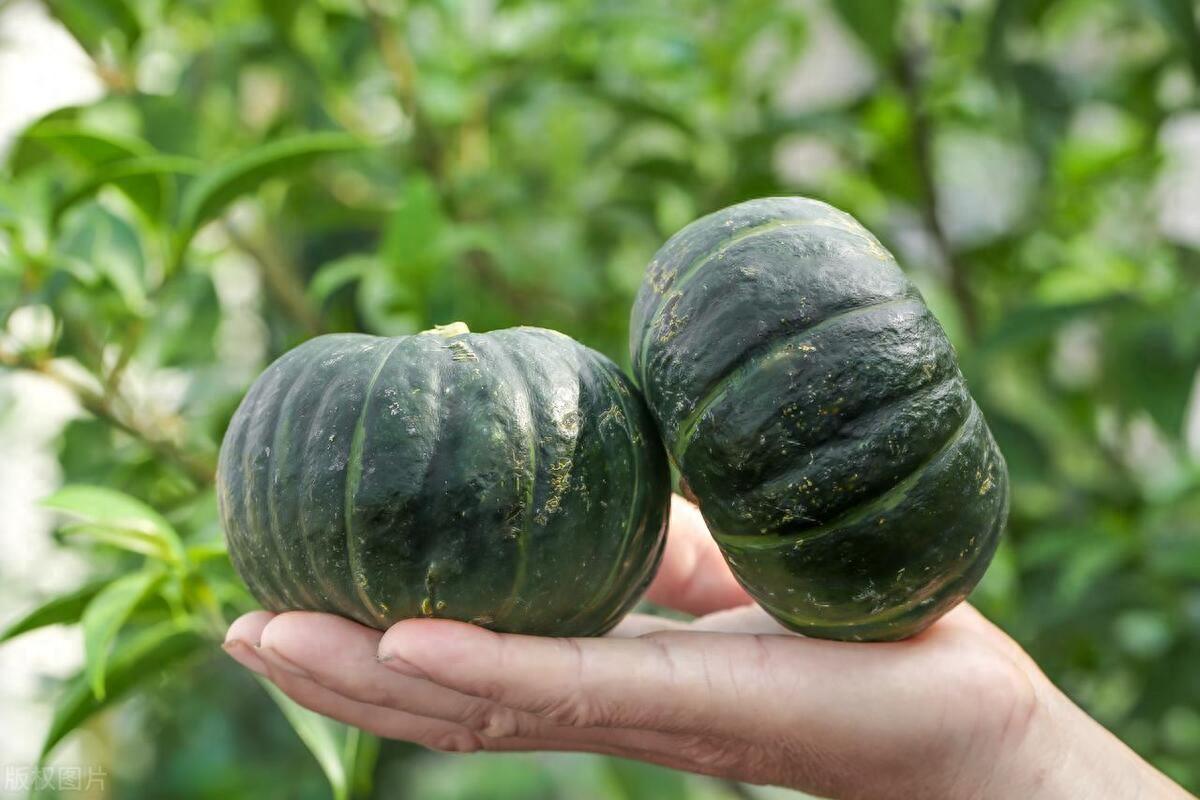 板栗南瓜种植时间和方法,板栗南瓜的种植艺术:抓住时机与技法