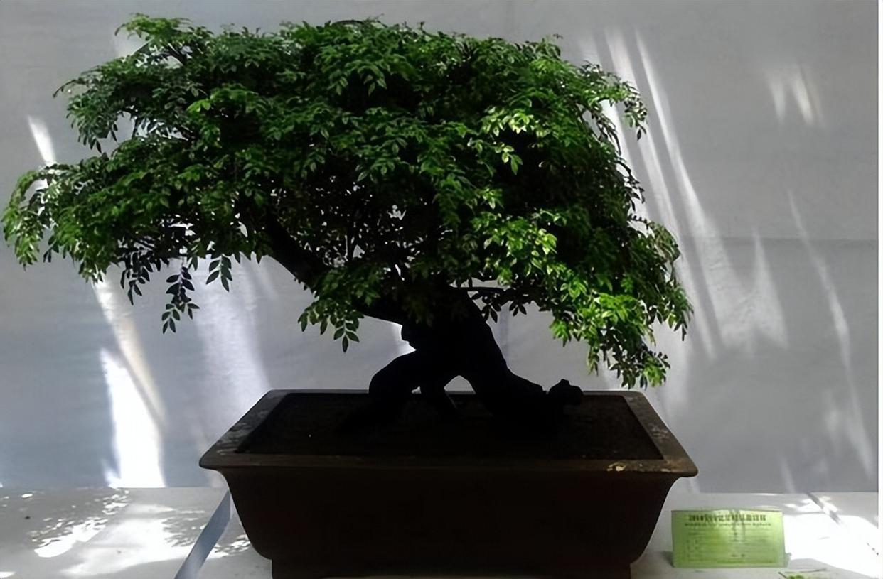 给大家分享一种观赏价值极高的艺术树木小叶紫檀