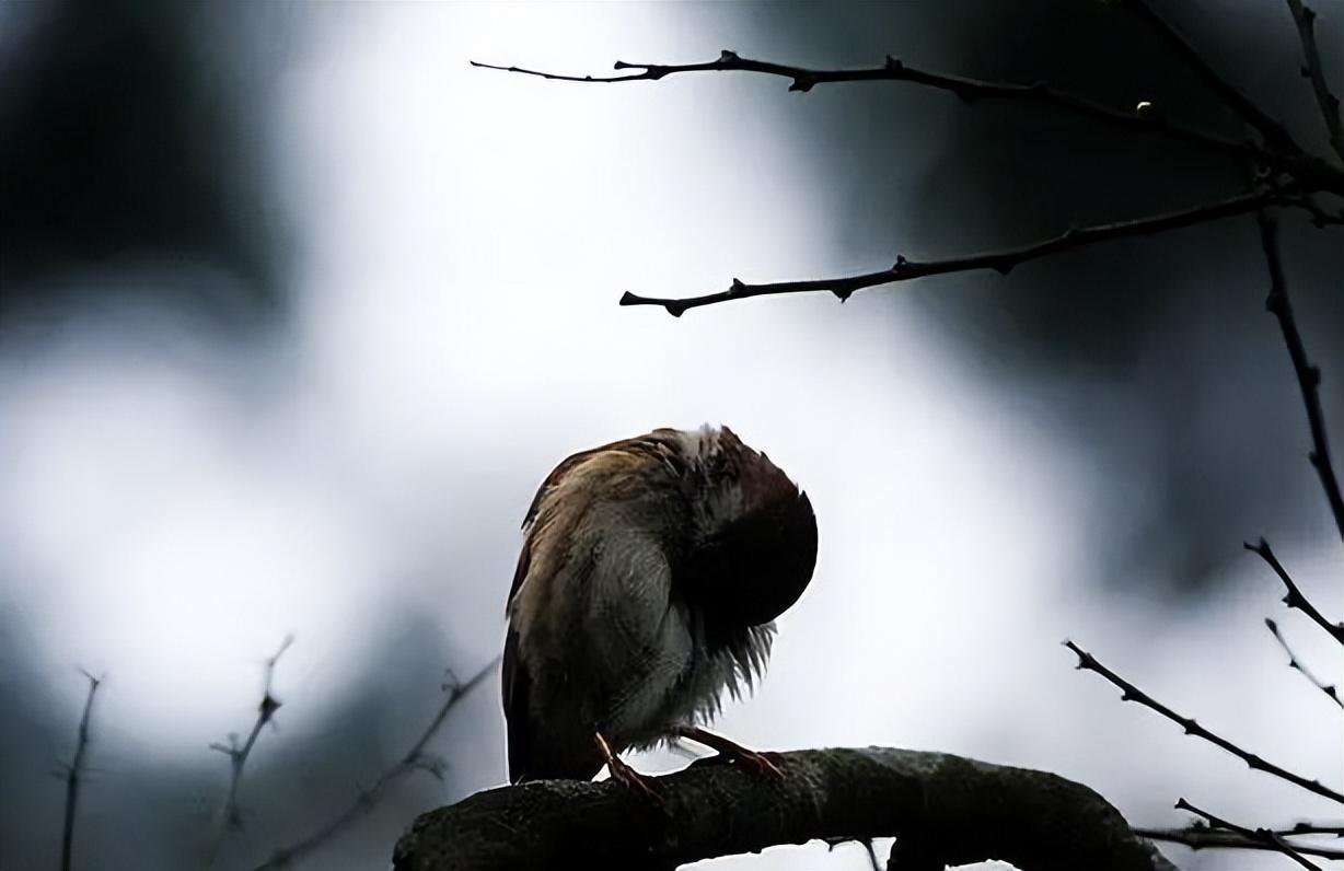 一般情况下,鸟儿不对谑髦ι,岩缝中,山洞里睡觉.