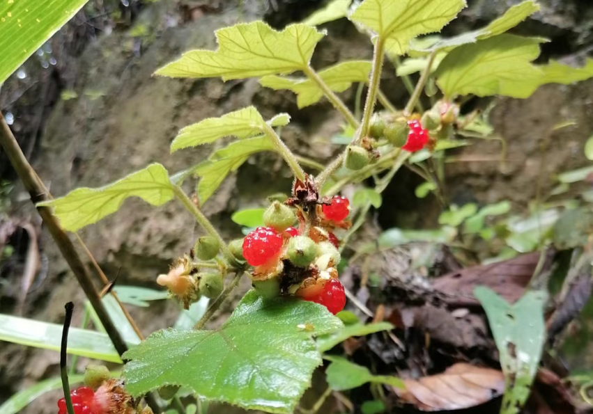 粗叶悬钩子,又称八月泡,老虎泡,有2大作用,农民朋友要了解!