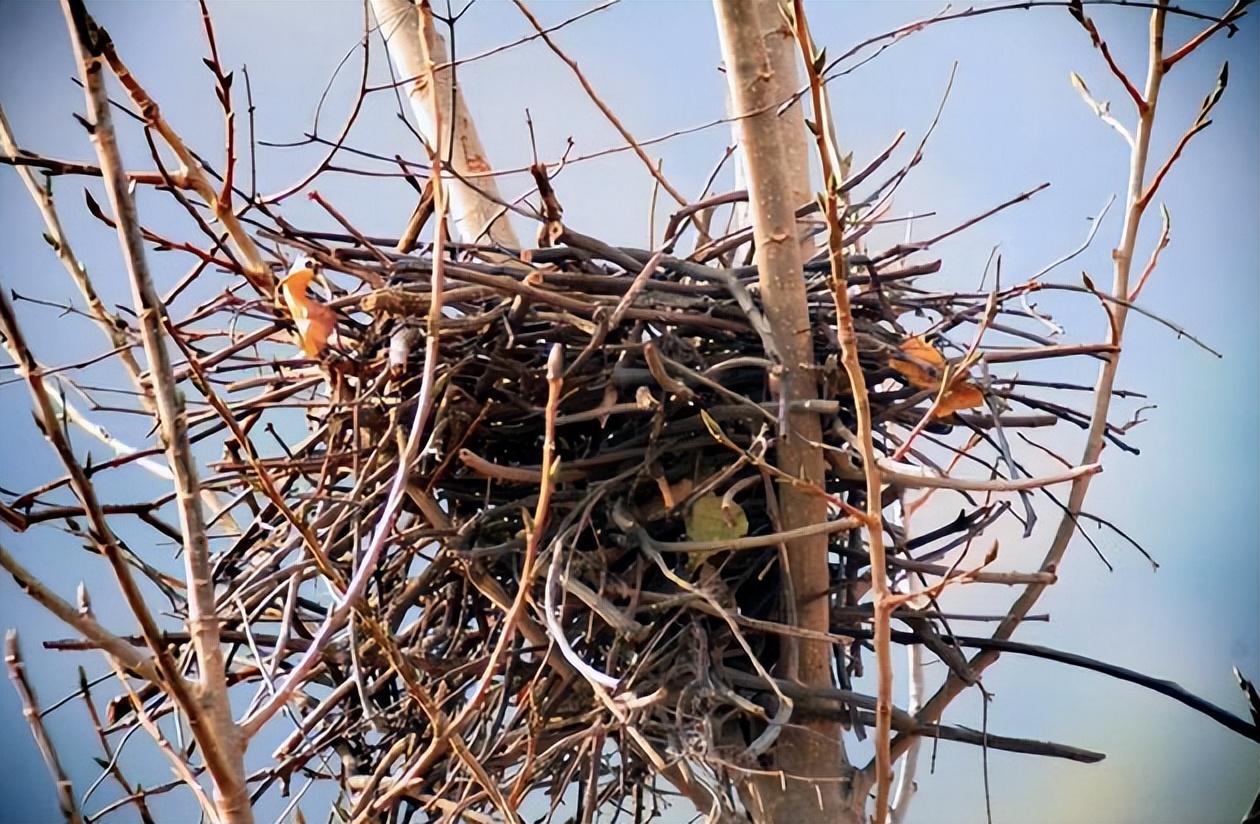 回顾大多数鸟窝都是露天,下雨要怎么躲避风雨?鸟会回窝睡觉吗?