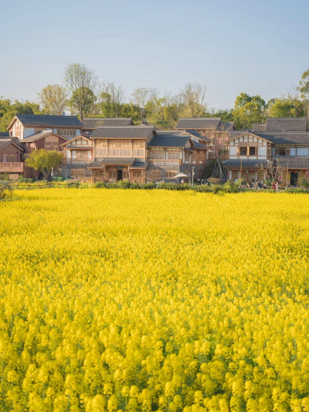 成都新都油菜花景点图片