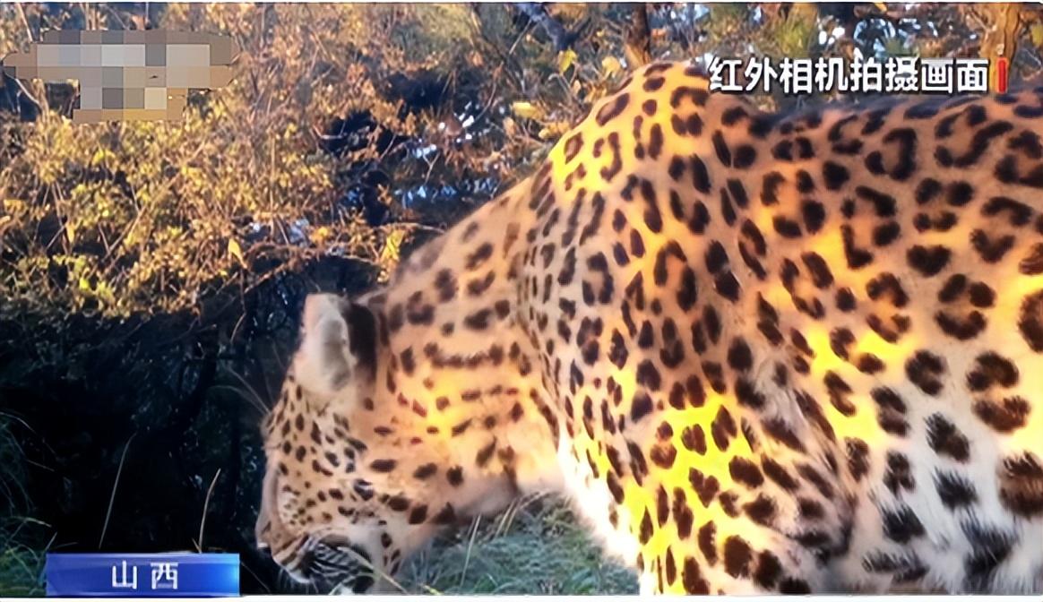 回顾野生"华北豹"现身山西,体长达2.1米,能够轻易猎杀野猪