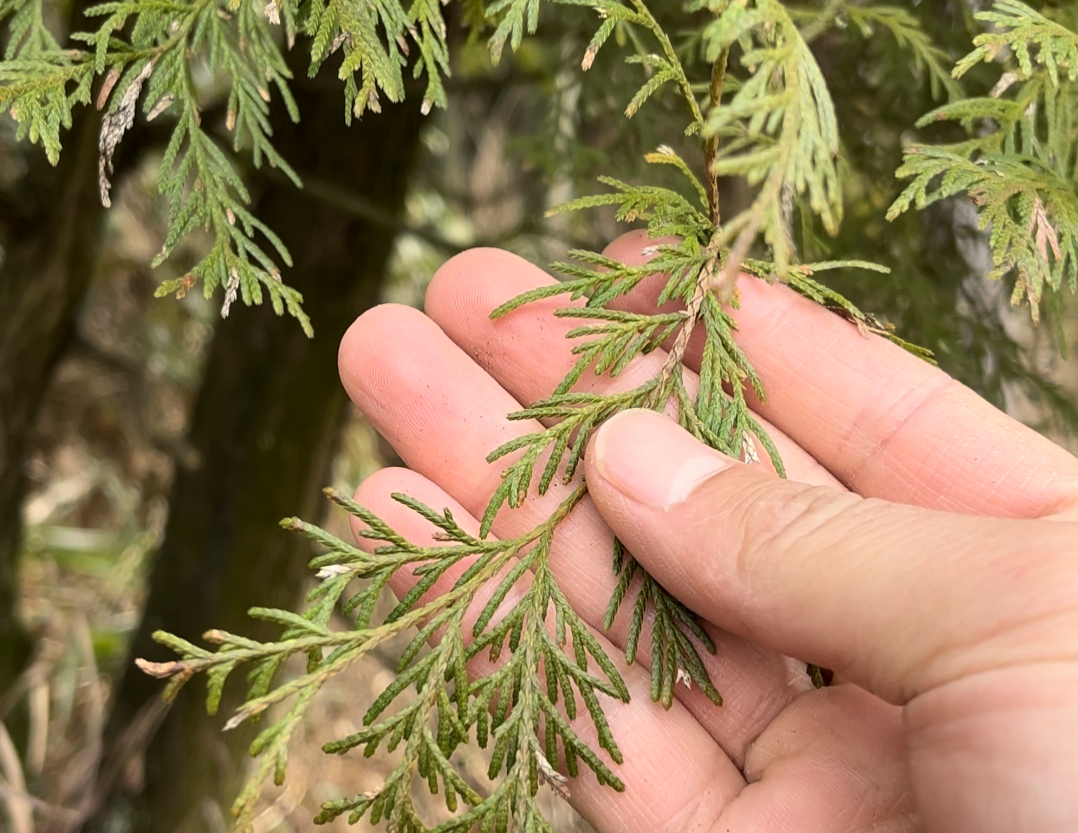 侧柏叶,又称扁柏叶,柏叶,有4项作用,农民朋友要了解!