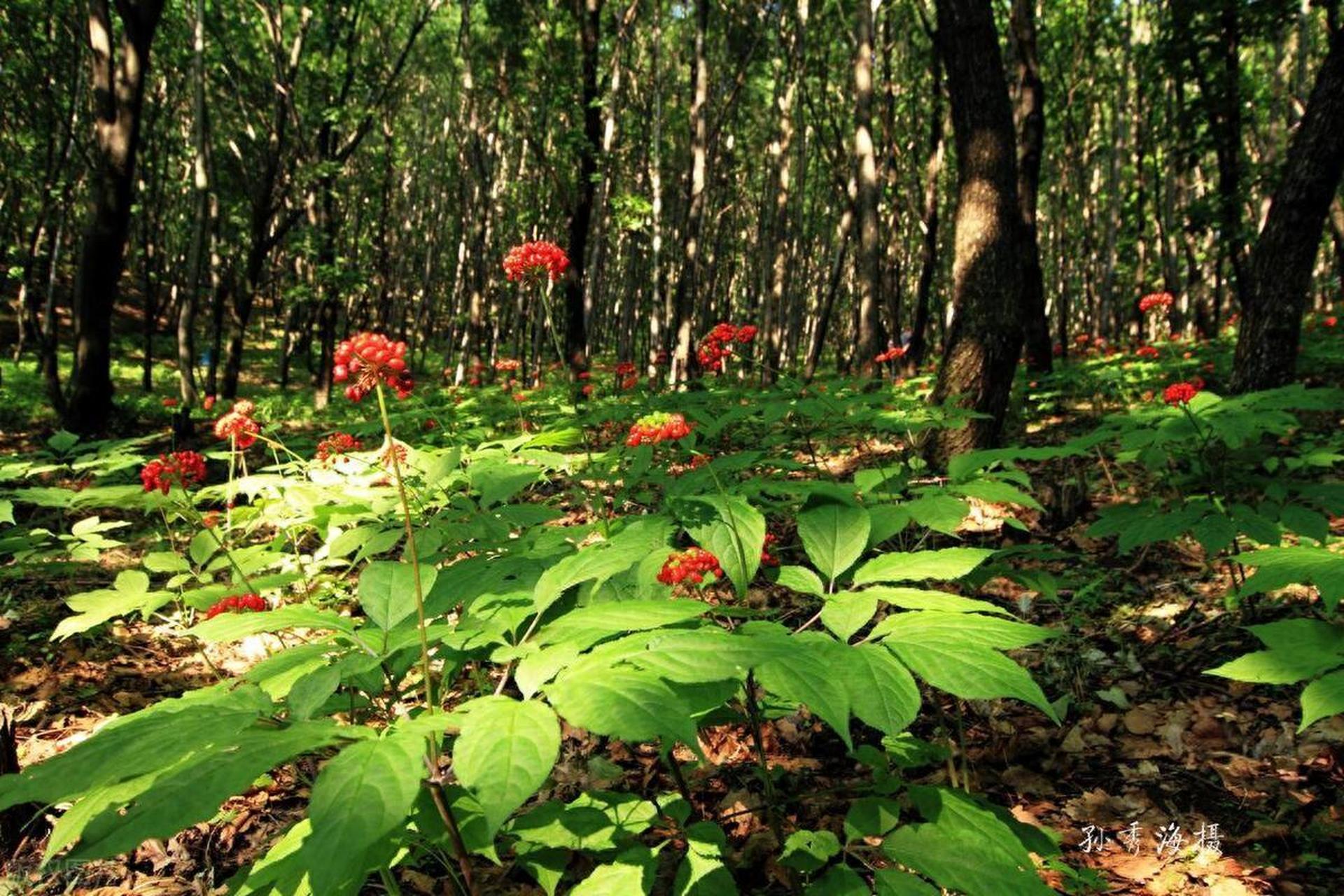 人参植株图片图片