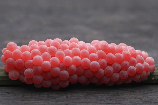 危害性极强的外来入侵物种