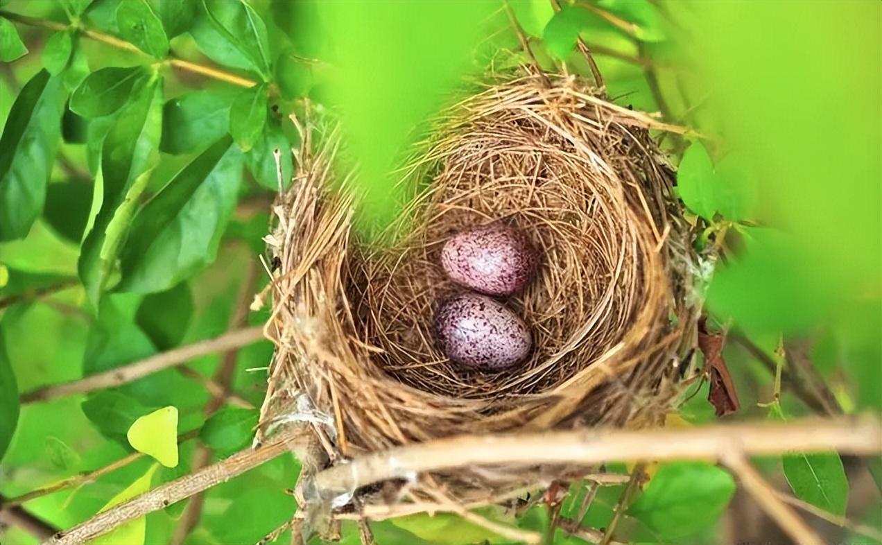 回顾大多数鸟窝都是露天,下雨要怎么躲避风雨?鸟会回窝睡觉吗?
