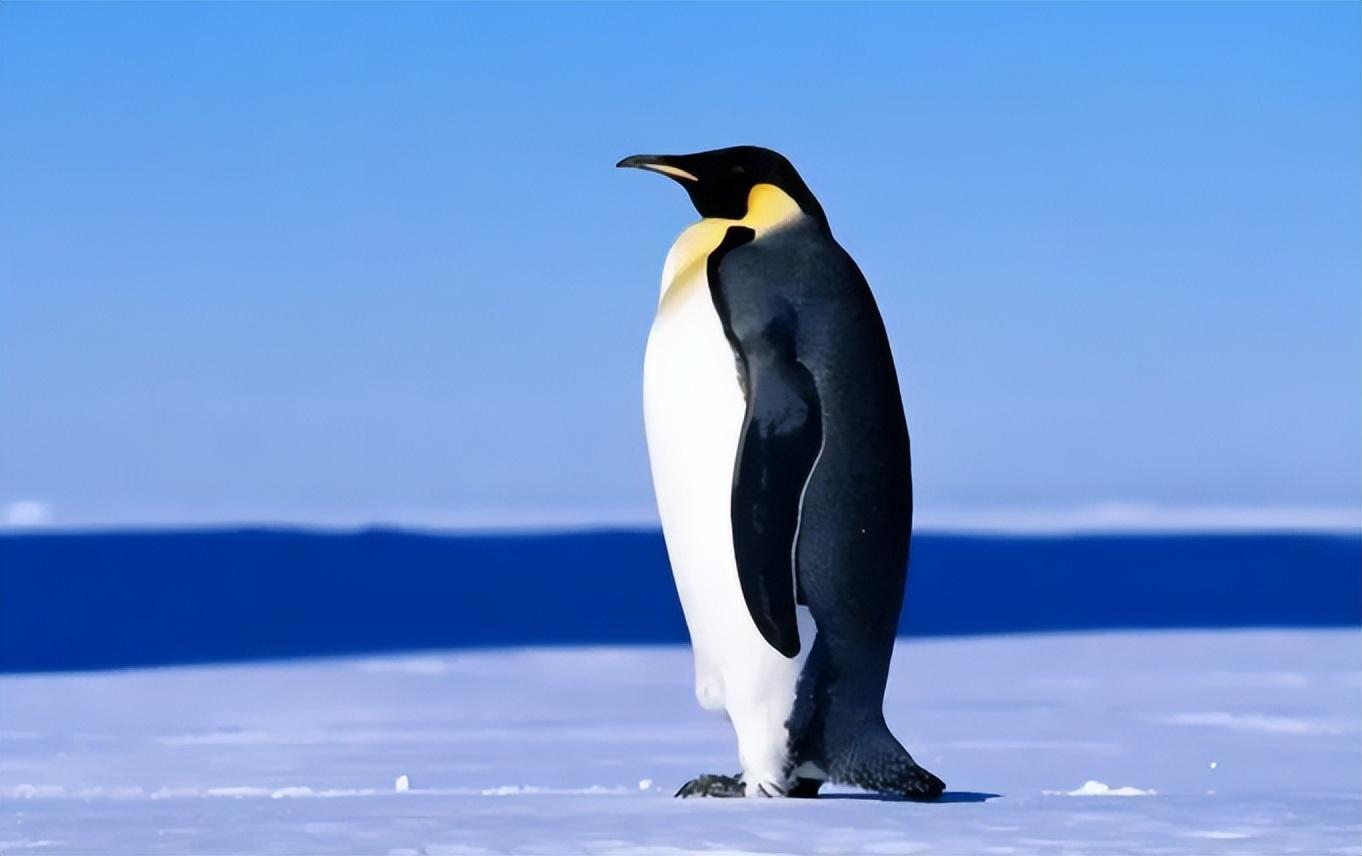 企鹅的南北之谜:为何它们偏爱南极而非北极?