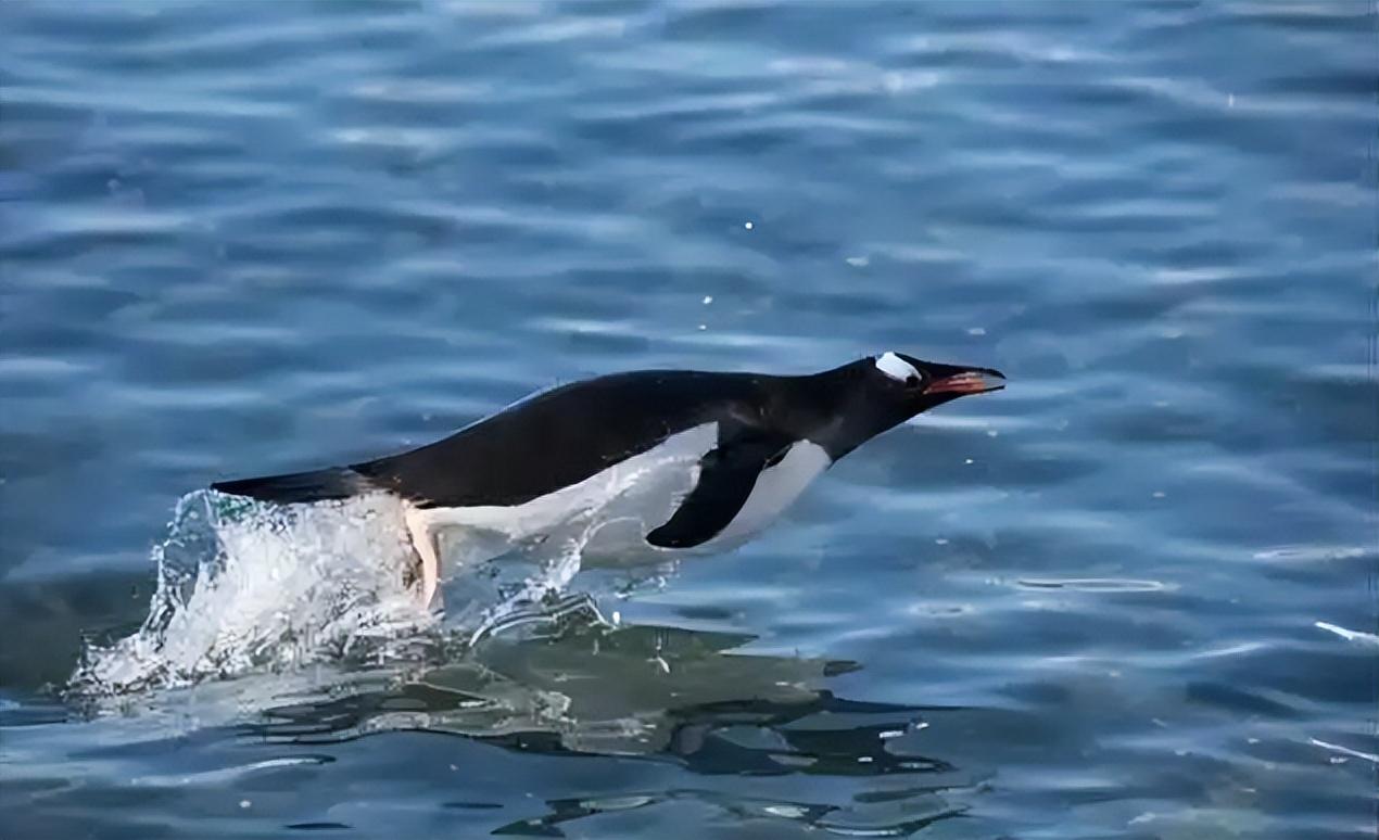 企鹅的南北之谜:为何它们偏爱南极而非北极?