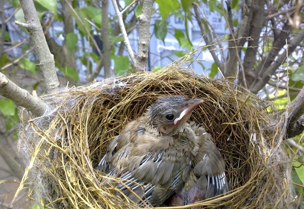 回顾大多数鸟窝都是露天下雨要怎么躲避风雨鸟会回窝睡觉吗