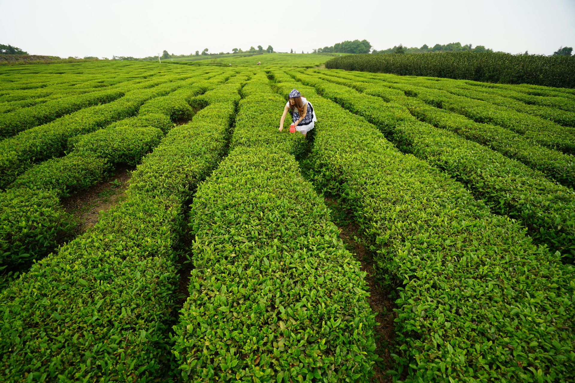 揭秘中国最美茶园——五凤茶园,这里不仅是茶香的源头,更是心灵的归宿