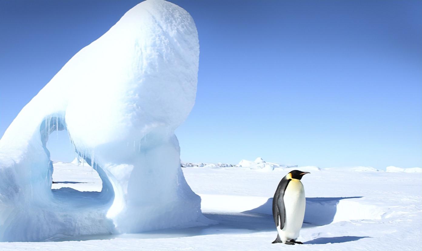 企鹅的南北之谜:为何它们偏爱南极而非北极?