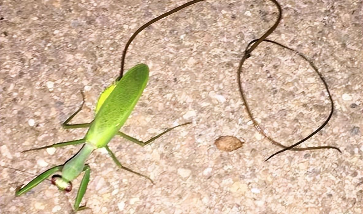 为何铁线虫能操控螳螂跳水自杀?