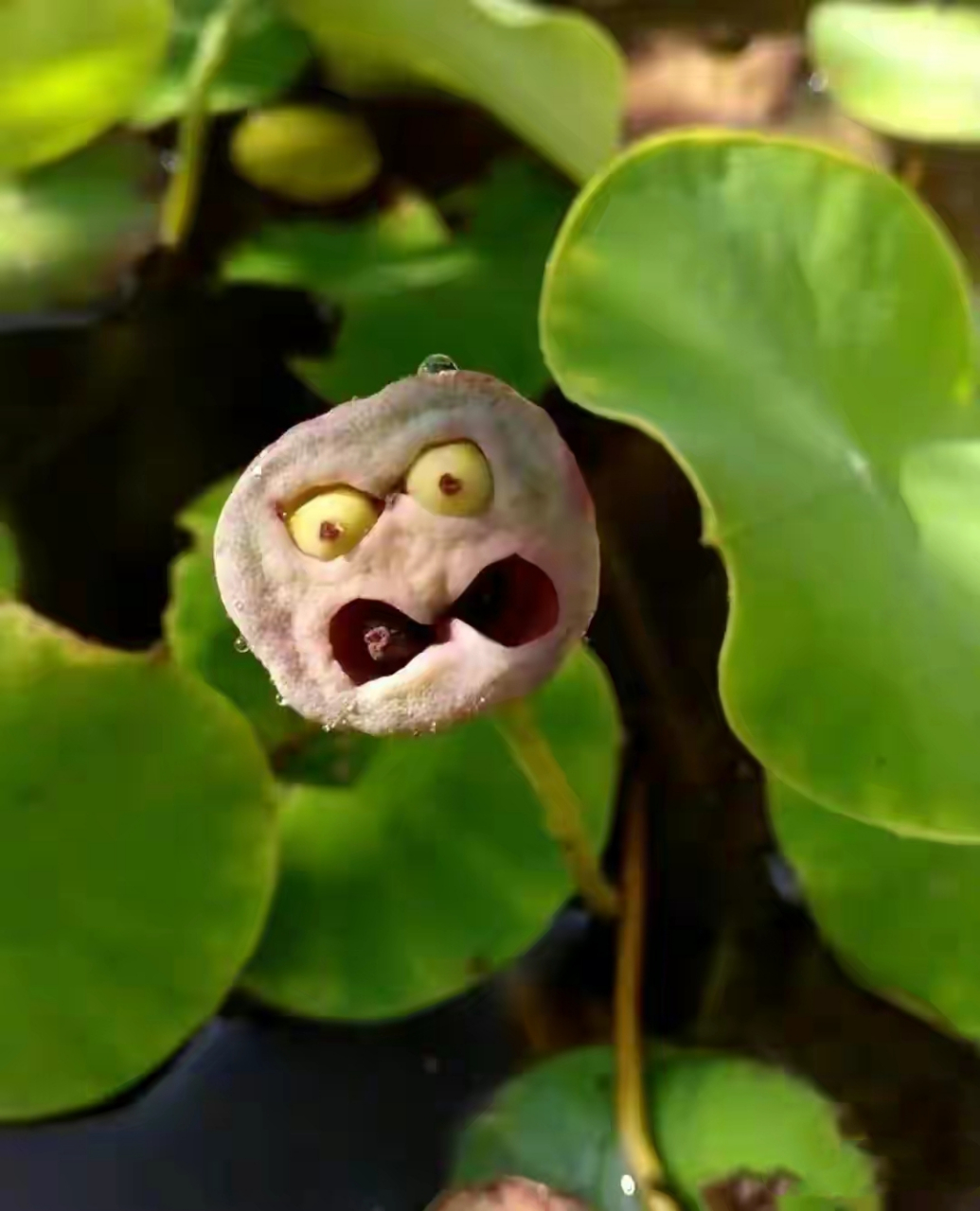 这些稀奇古怪的种子好玩吗?,有哪些是你认识的?