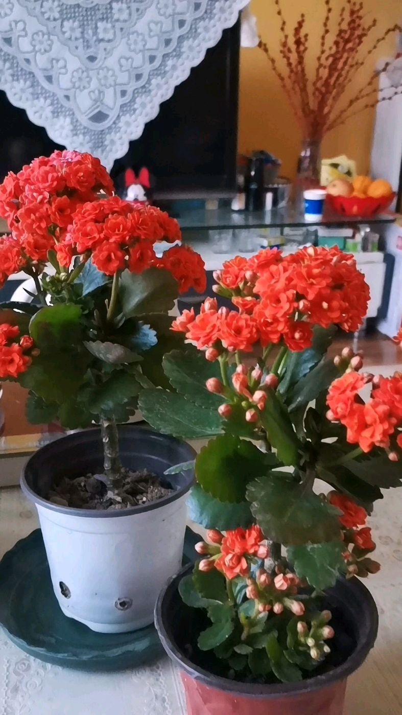 长寿花"比心",颜色亮开花成球状,耐热分枝性强,能养棒棒糖