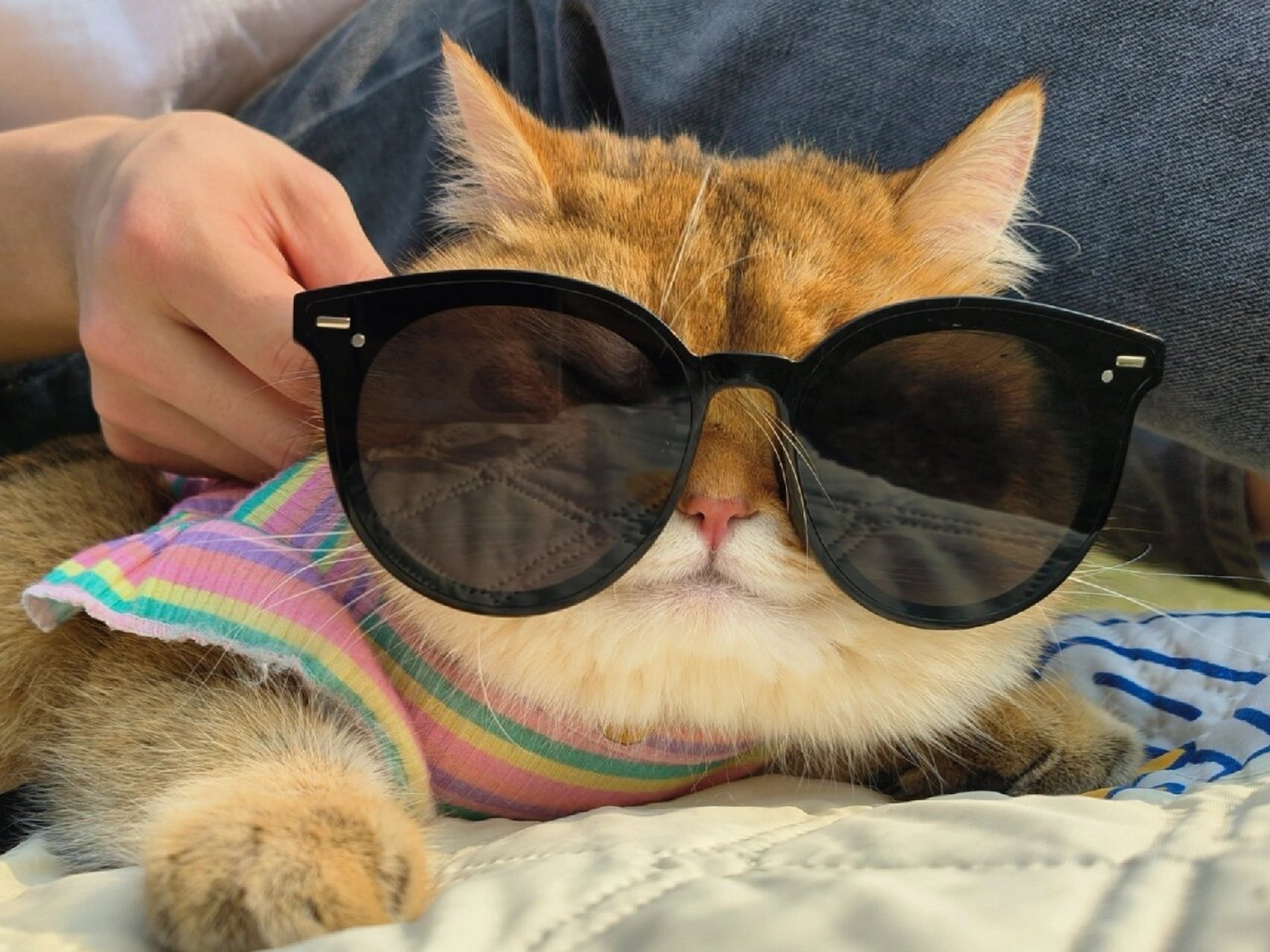 大哥来了  今天我要给你们看看我家的大猫!