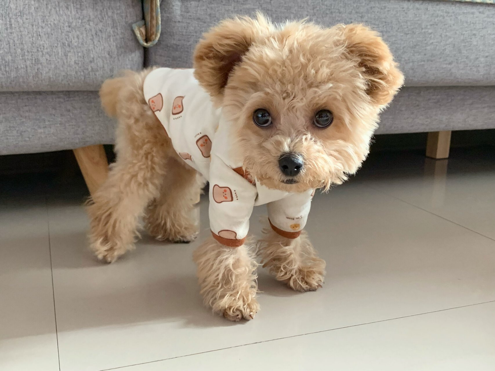 立耳泰迪  我家立耳泰迪是一种非常可爱的狗狗,它有着圆圆的眼睛98