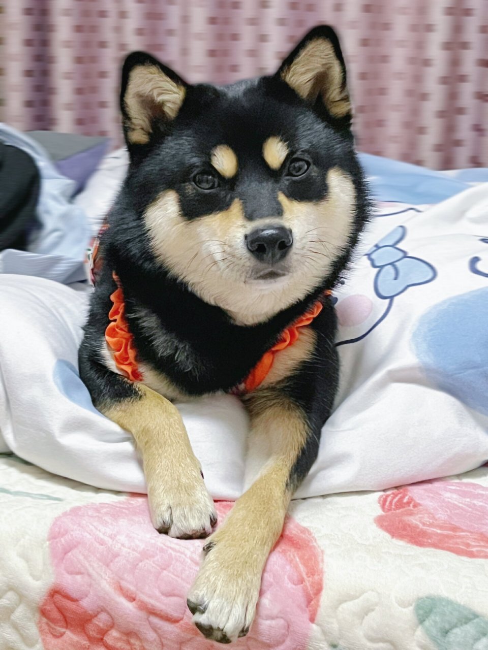 它有着一身黑色的毛发,看起来非常帅气  02不过